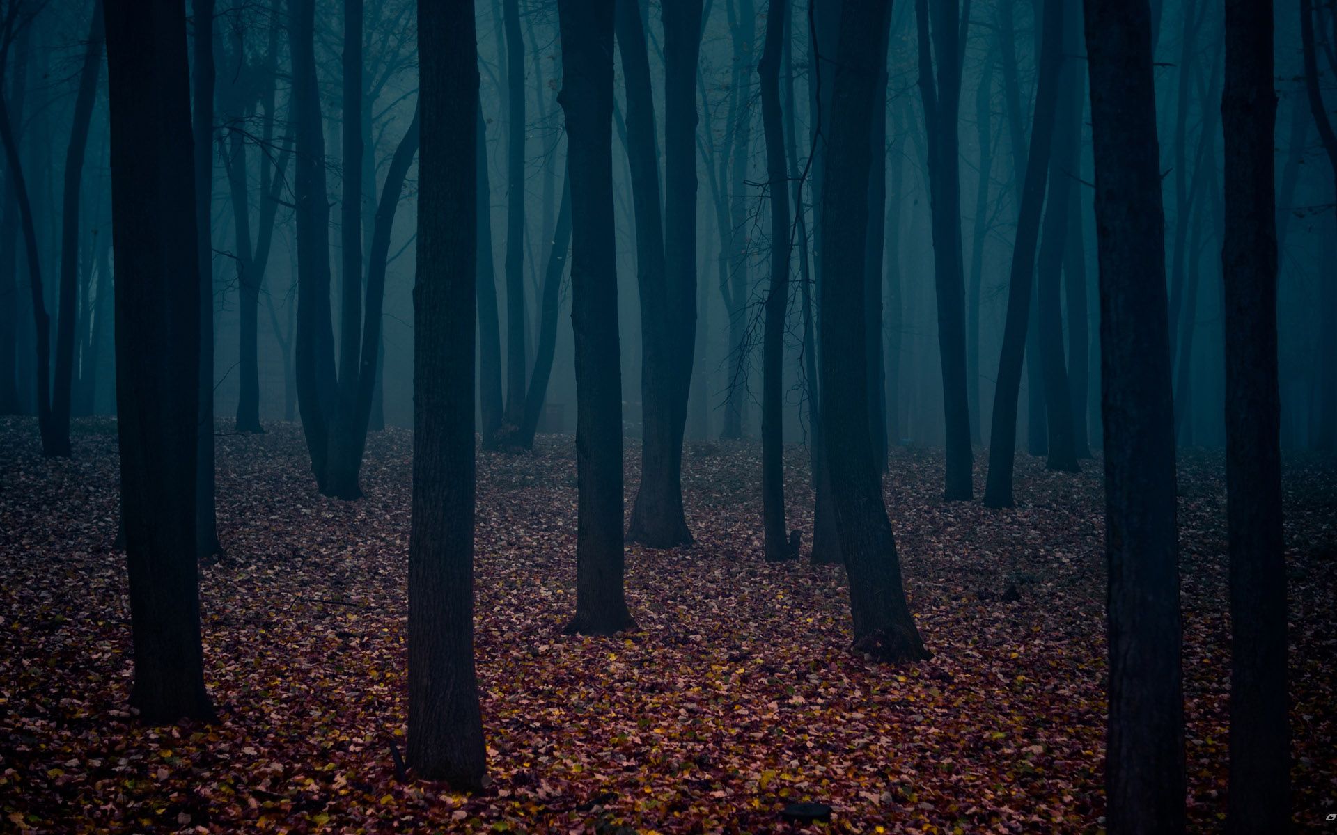 Dark Woods Desktop Background.