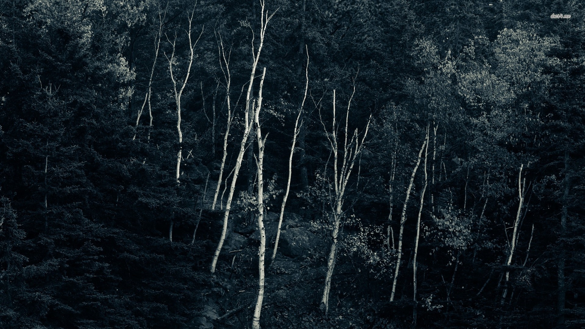Dark Woods Desktop Wallpapers.