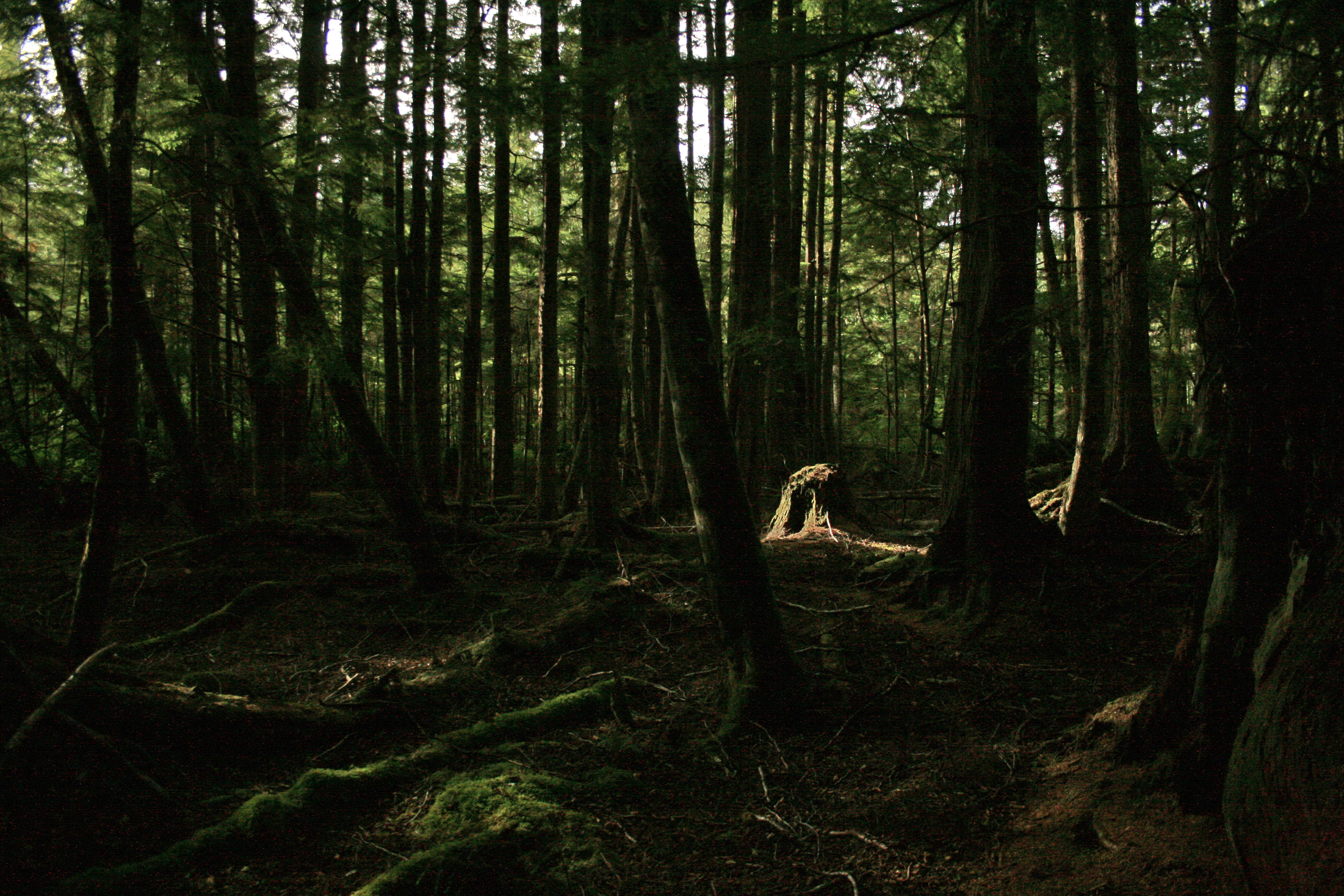 Dark Woods HD Images.