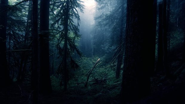 Dark Woods Image HD.
