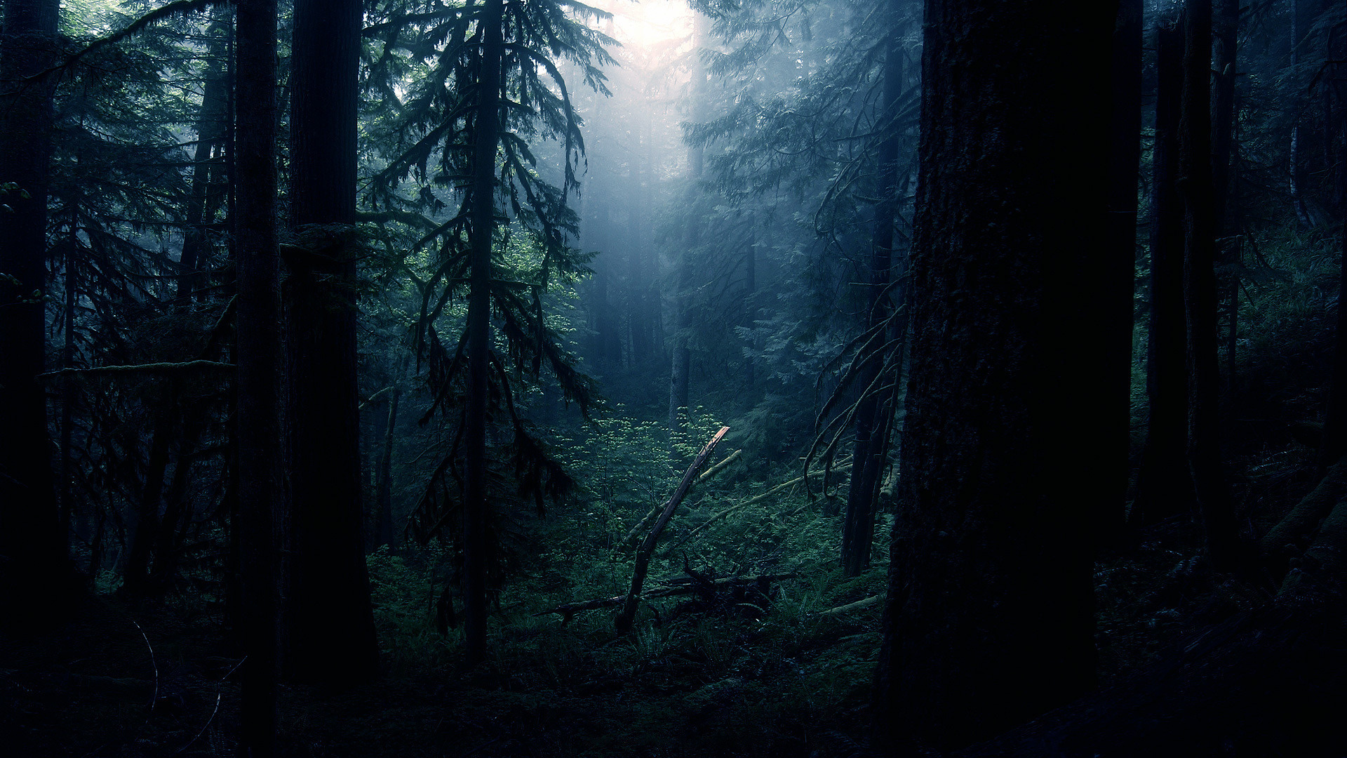 Dark Woods Image HD.