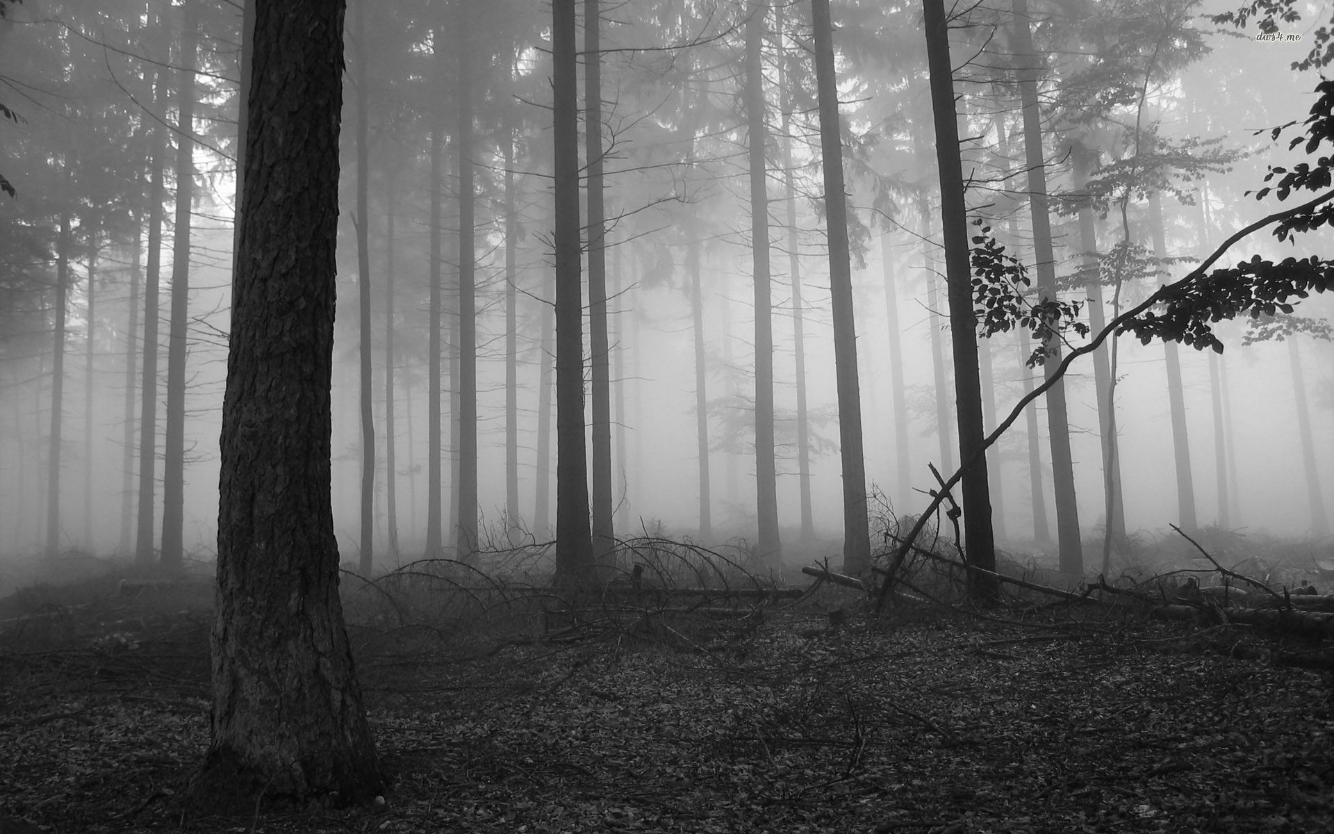 Dark Woods Images HD.