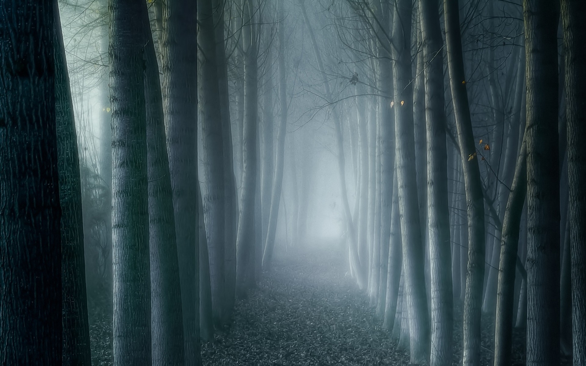 Dark Woods Picture.