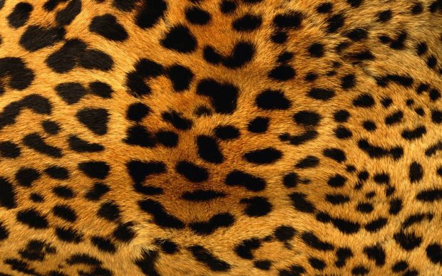 Desktop Animal Print HD Photos.