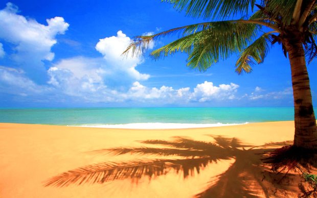 Desktop Beach Palm Tree Wallpapers.