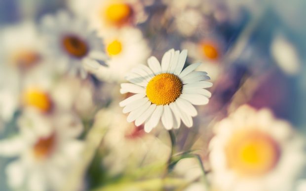 Desktop Daisy HD Wallpapers Free Download.