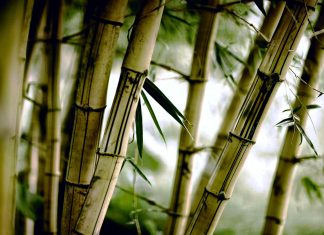 Desktop Download Bamboo Backgrounds.