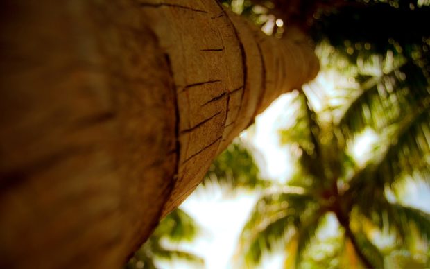 Desktop Download Palm Tree Wallpaper HD.