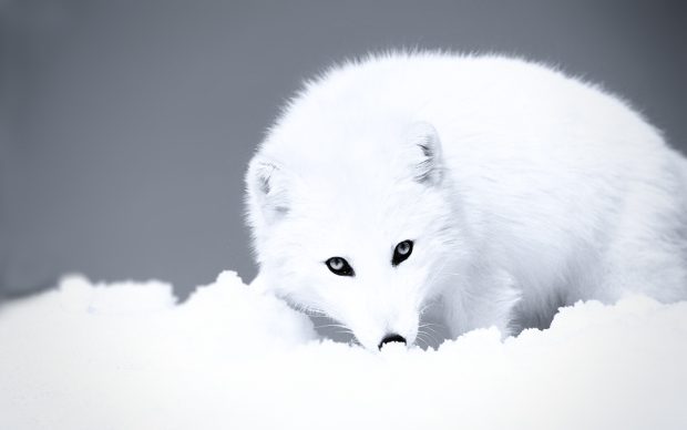 Arctic Fox