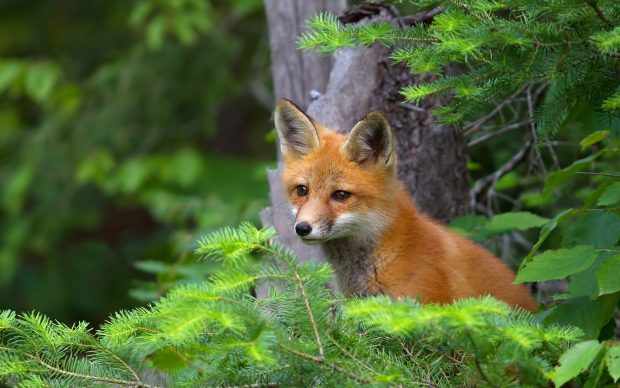 Desktop Fox pics animal dowload.