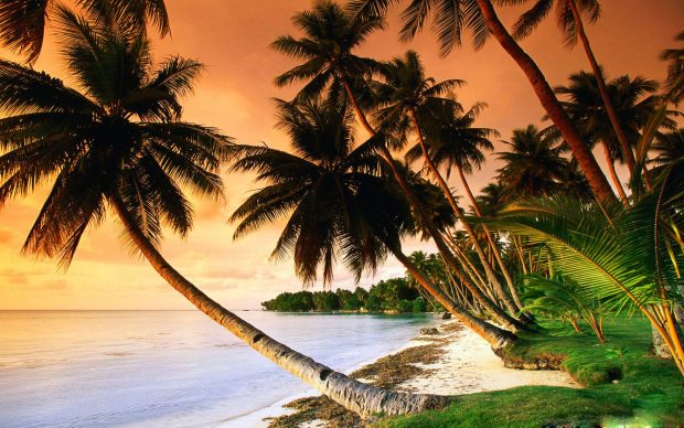 Desktop Free Beach Palm Tree Wallpapers.