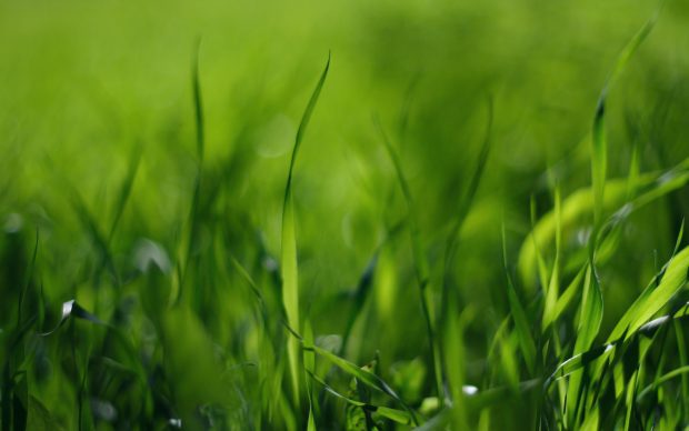 Desktop Grass HD Wallpapers Download.