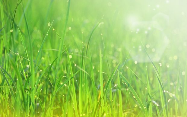 Desktop Grass HD Wallpapers Pictures Download.