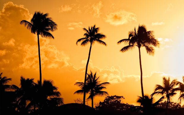 Desktop Palm Tree HD Wallpapers Images Download.