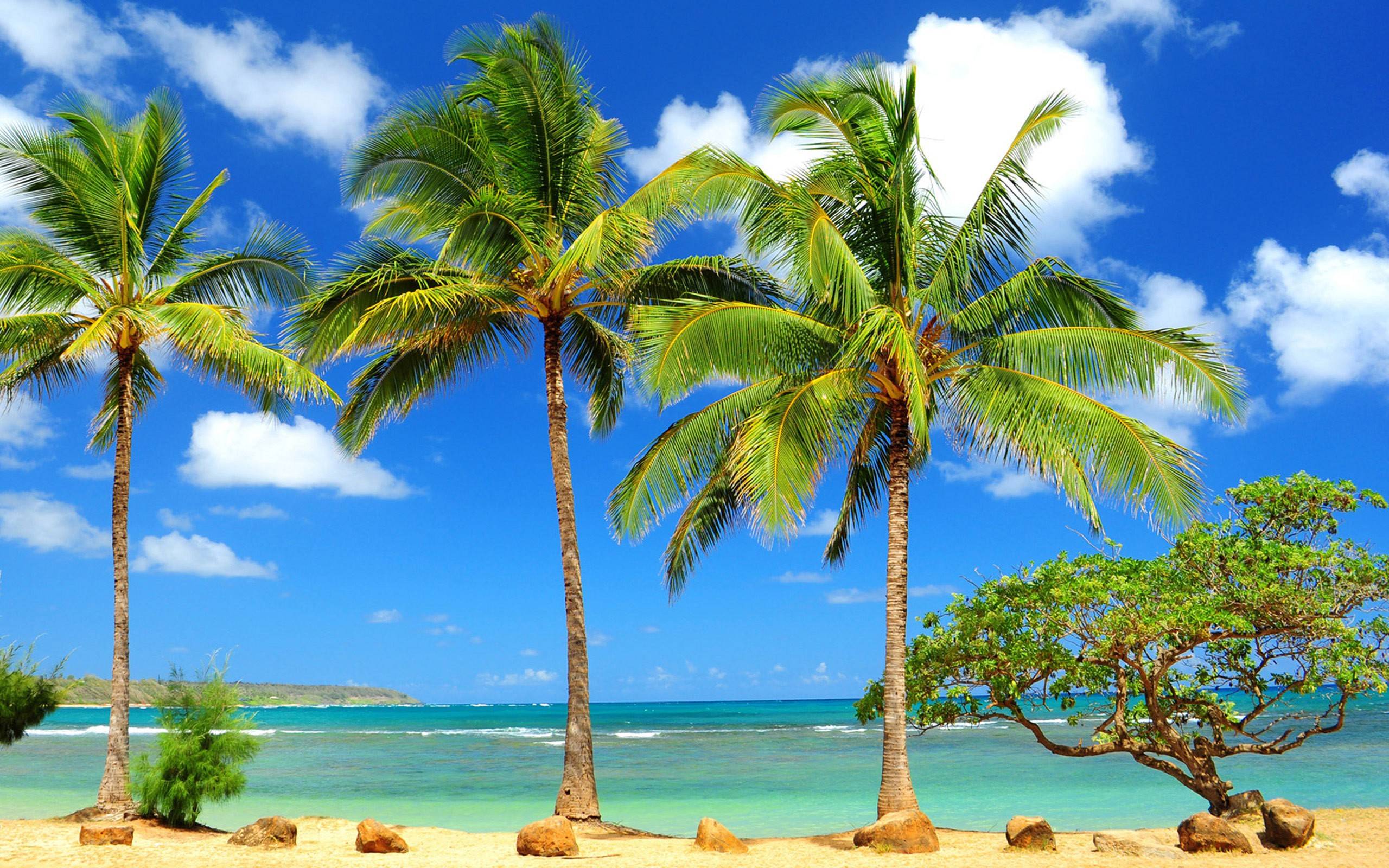 Desktop Palm Tree HD Wallpapers 