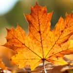 Desktop autumn fall leaves photos hd.