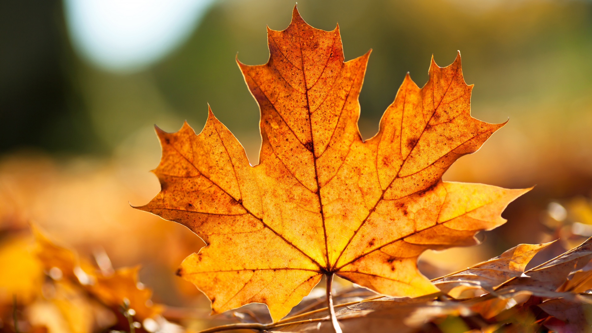 Red Yellow Autumn Leaves In Lights Bokeh Background HD Autumn Wallpapers  HD  Wallpapers  ID 89204