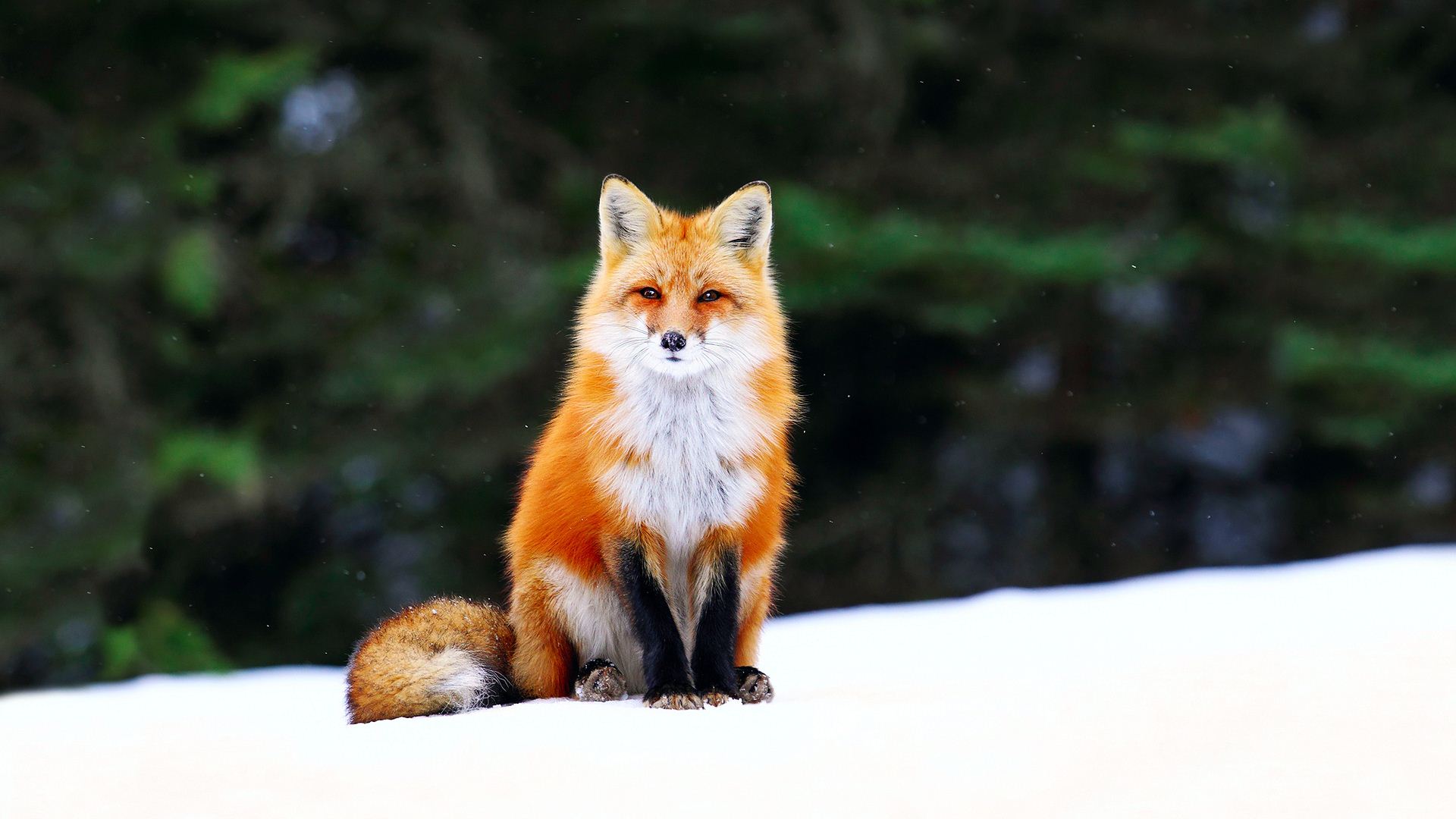 Fox Wallpapers  HD  PixelsTalk Net