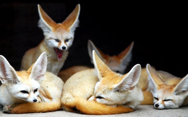 Desktop fennec Fox wallpaper.