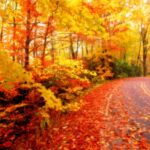 Desktop outclass backgrounds fall free.