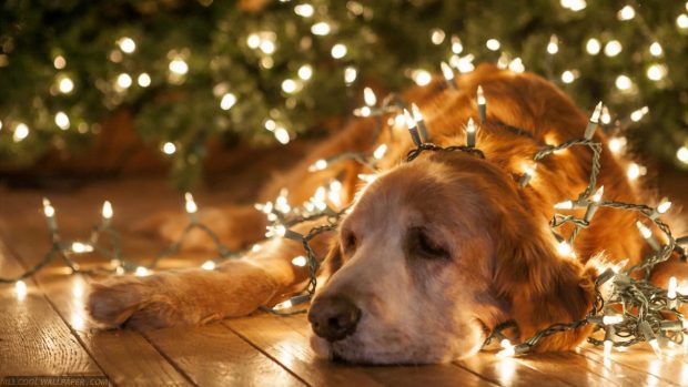 Dog In Christmas Lights Download HD Wallpapers.