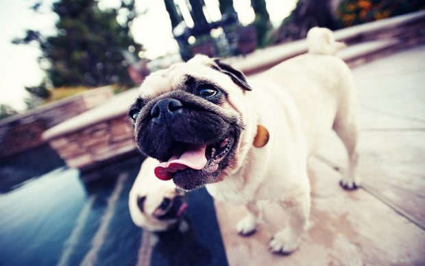 Dogs Pug Wallpapers HD.