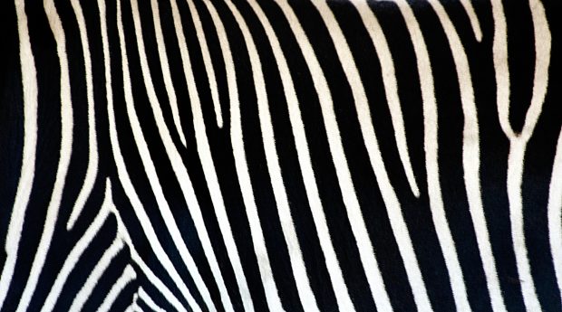 zebra texture