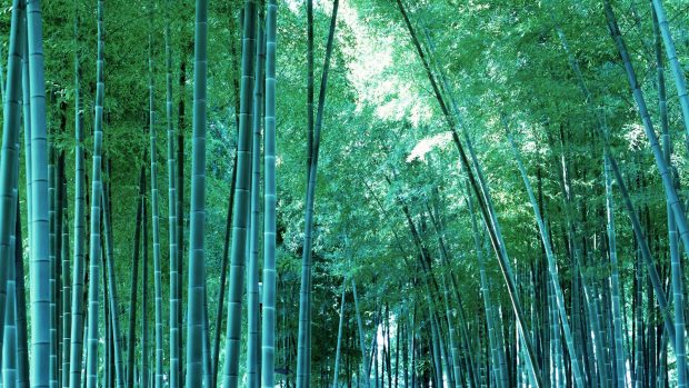 Download Bamboo Wallpaper HD.