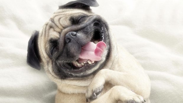 Download Cute Pug Backgrounds.