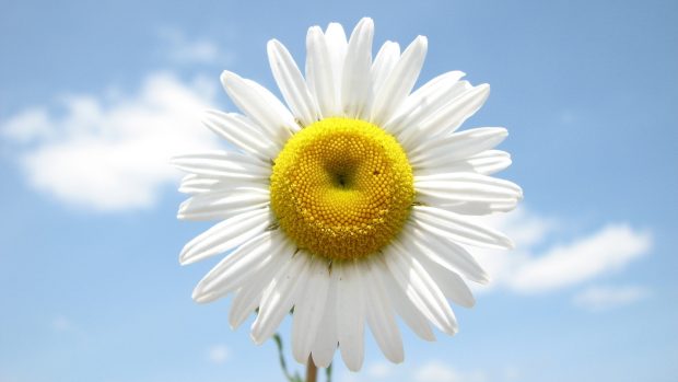 Download Daisy Wallpapers HD.
