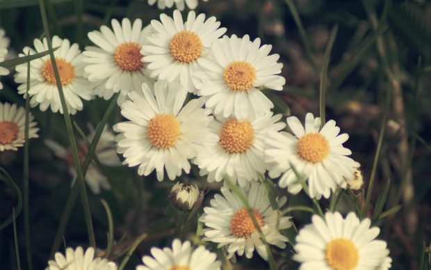 Download Desktop Daisy HD Wallpapers.