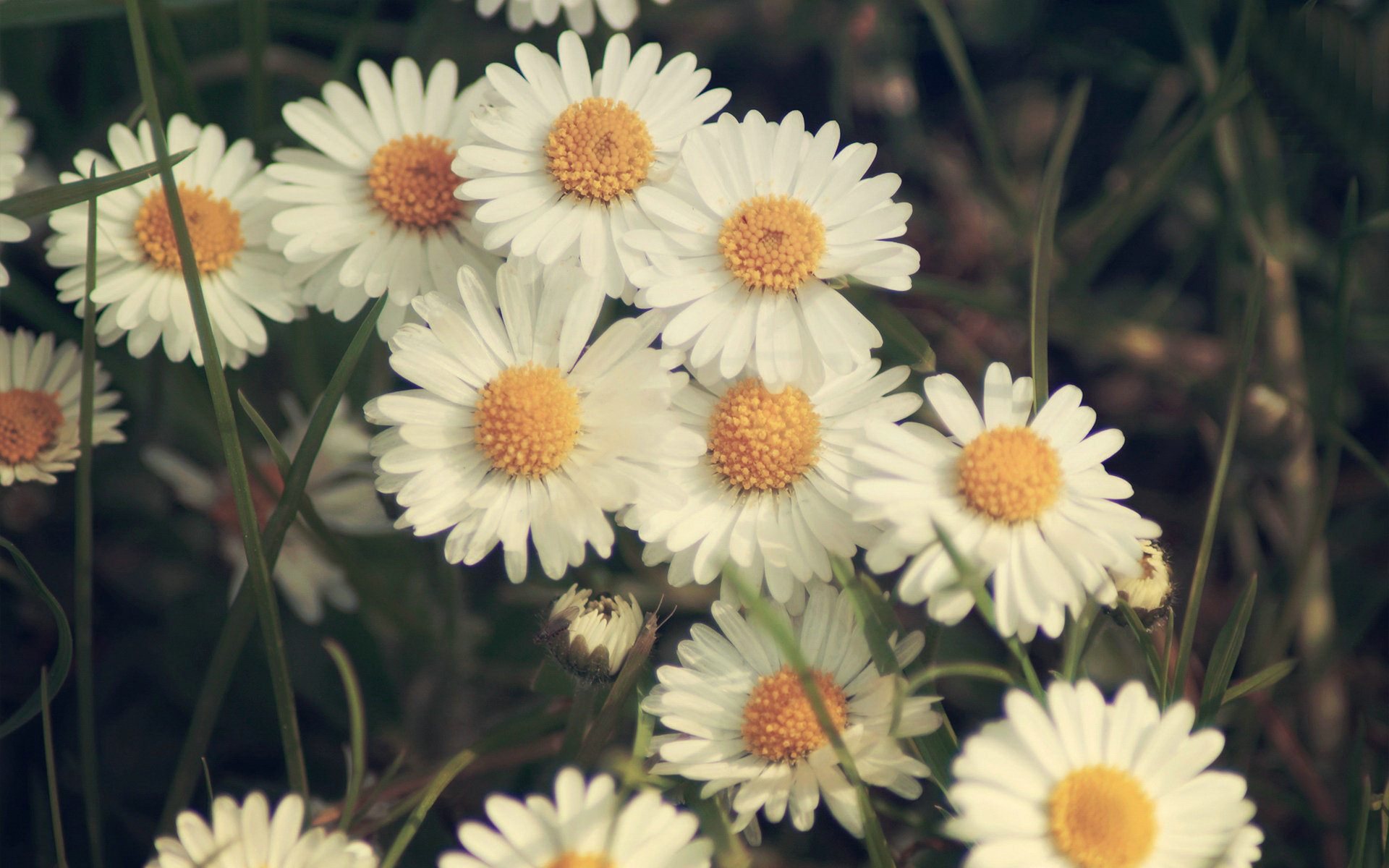 Desktop Daisy HD Wallpapers | PixelsTalk.Net