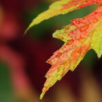 Download Desktop Fall Pictures High Quality.