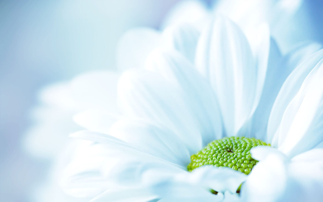 Desktop Flower HD Wallpapers - PixelsTalk