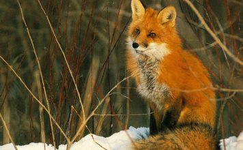 Download Desktop Fox wallpaper.