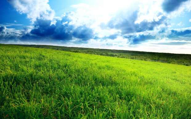 Download Desktop Grass HD Wallpapers.