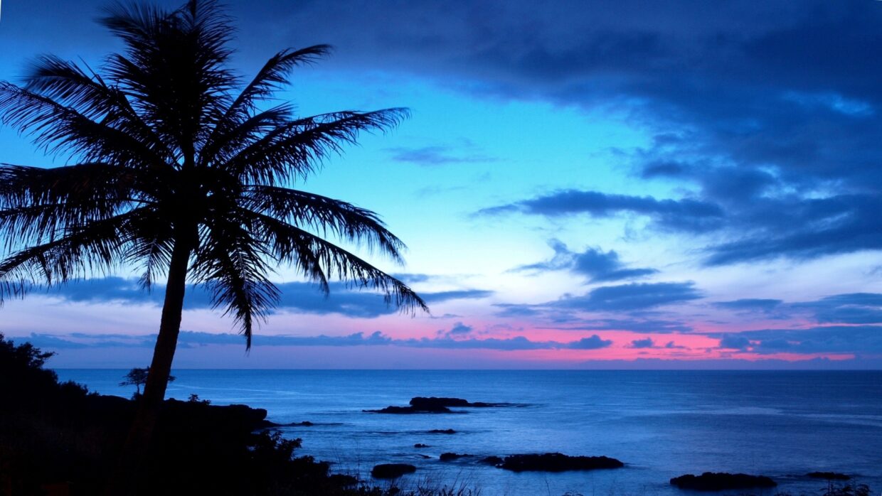 Desktop Palm Tree HD Wallpapers - PixelsTalk