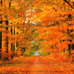 Download Fall Desktop Backgrounds.