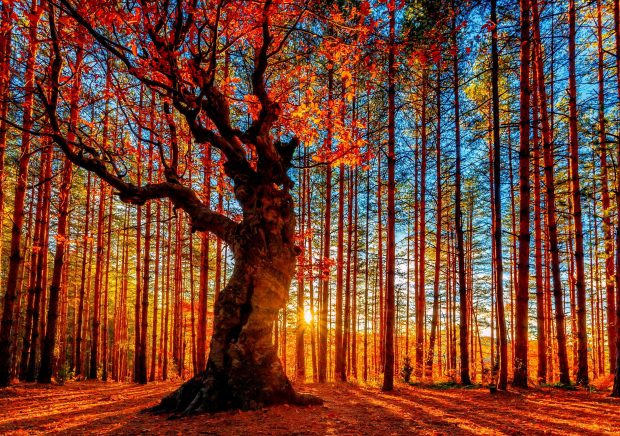 Download Fall Scenery Picture Free.
