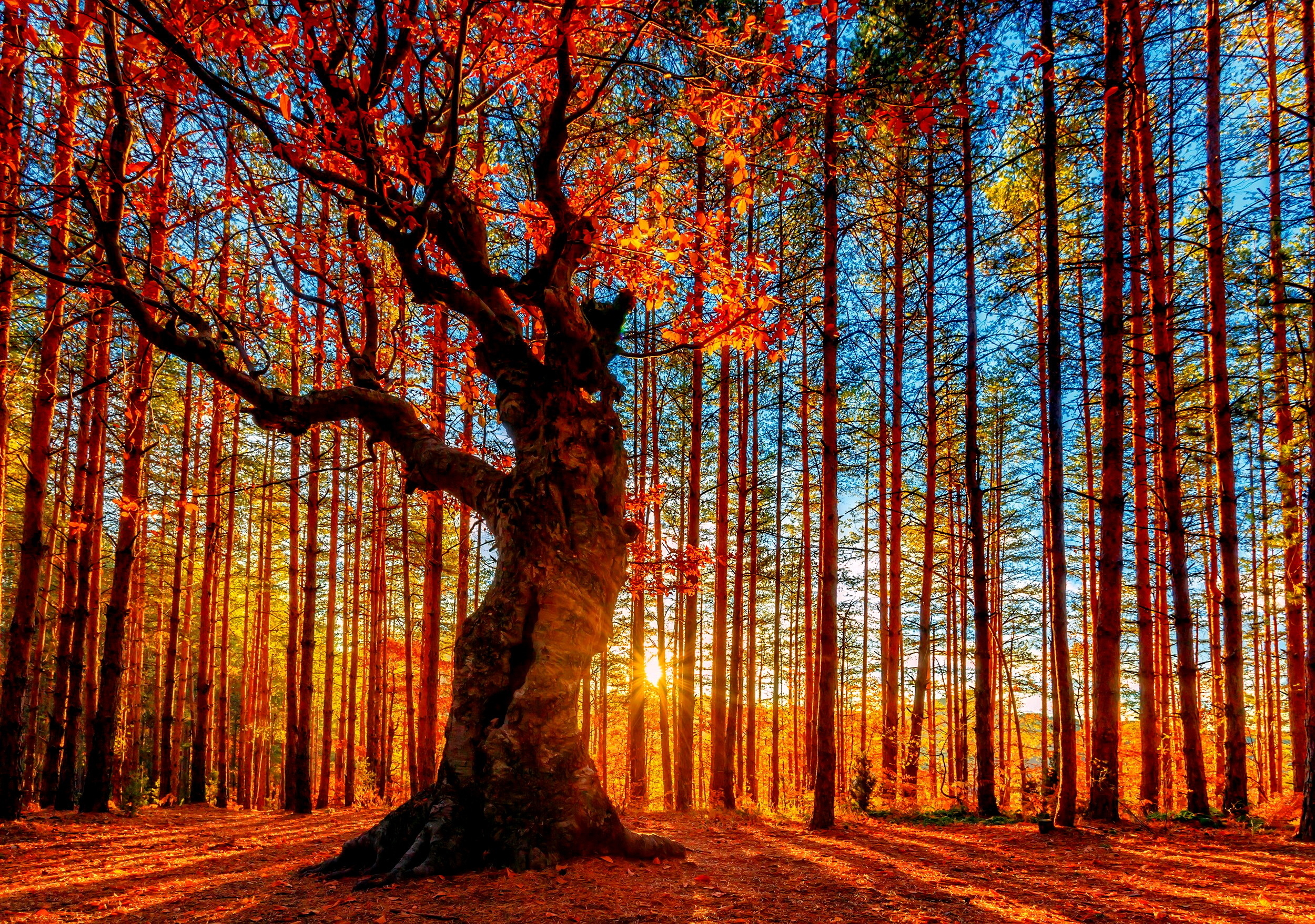 Fall Scenery Wallpapers Free Download - PixelsTalk.Net