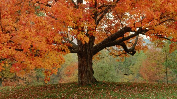 Detail of Tree With Fall Foliage and Swing