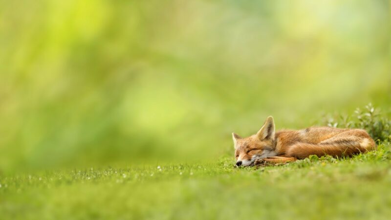 Fox Backgrounds - PixelsTalk