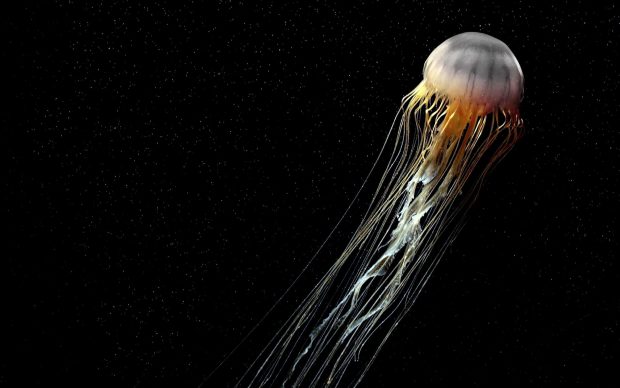 Download  Free Jellyfish Background.