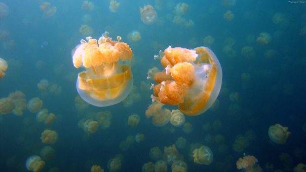 Download Free Jellyfish Image.