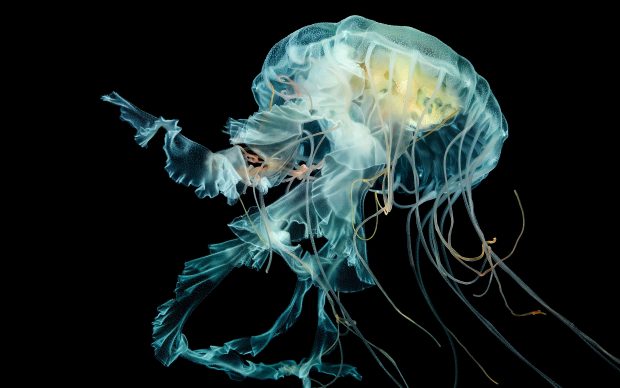 Download Free Jellyfish Photo.