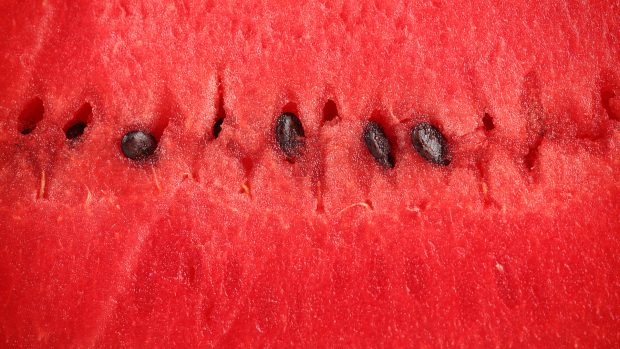 Download Free Watermelon Background.