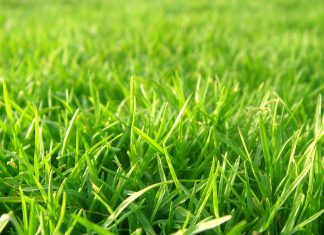 Download Grass Backgrounds.