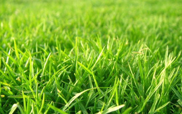 Download Grass Backgrounds.