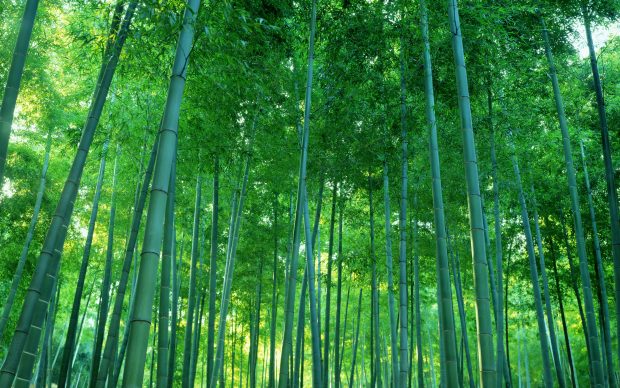 Download HD Bamboo Wallpapers.