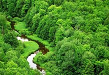 Download Jungle Image Free.